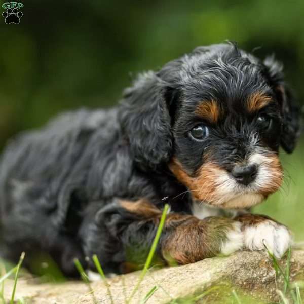 Maggie, Cavapoo Puppy